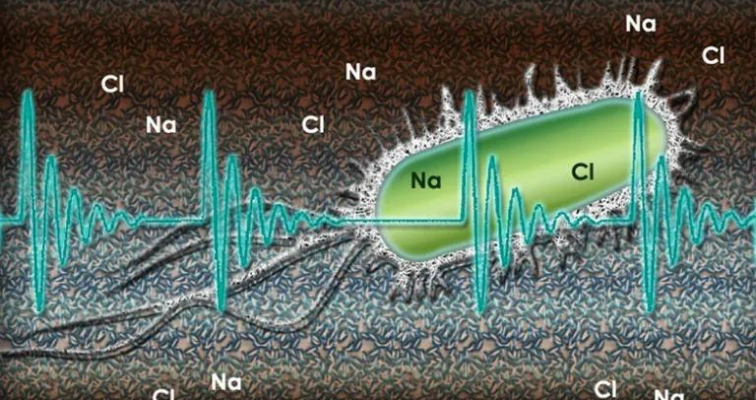 HydroFlow Bio Fil HydroFlow Bio Fil